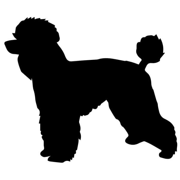 Adesivo Cane Barbone, Barboncino