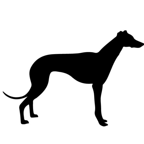 Adesivo Cane Levriero